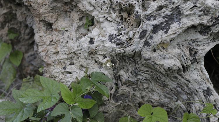 Intervention by Fatema Abdoolcarim - detail